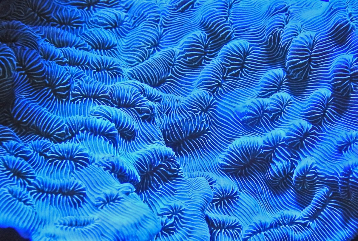 Linda Kopitz (@lindakopitz) on Twitter photo For the last session of the ASCA Cities seminar on #MaterialCities, <a href="/underground259/">Yuriko Furuhata</a> is speaking about "Self-Portraits of Coral: Visual Archives and Radiation Ecologies in the Anthropocene". Beyond excited for this!
More about the seminar series here: cities.humanities.uva.nl For the last session of the ASCA Cities seminar on #MaterialCities, <a href="/underground259/">Yuriko Furuhata</a> is speaking about "Self-Portraits of Coral: Visual Archives and Radiation Ecologies in the Anthropocene". Beyond excited for this!
More about the seminar series here: cities.humanities.uva.nl