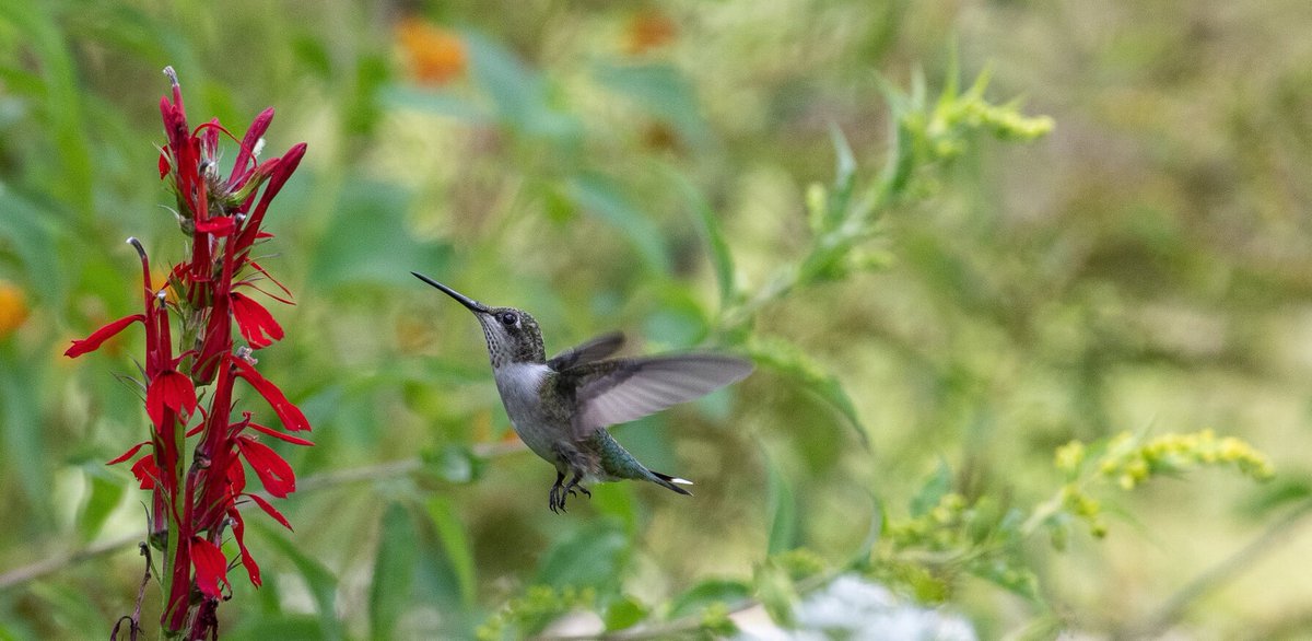 We're entering the last day of Nature Forward's 44th Birdathon. If you have not made your donation, there is still time. Your gift of any size will help us help birds and the nature around us! bit.ly/bird44. Pictured is a Ruby-throated Hummingbird.