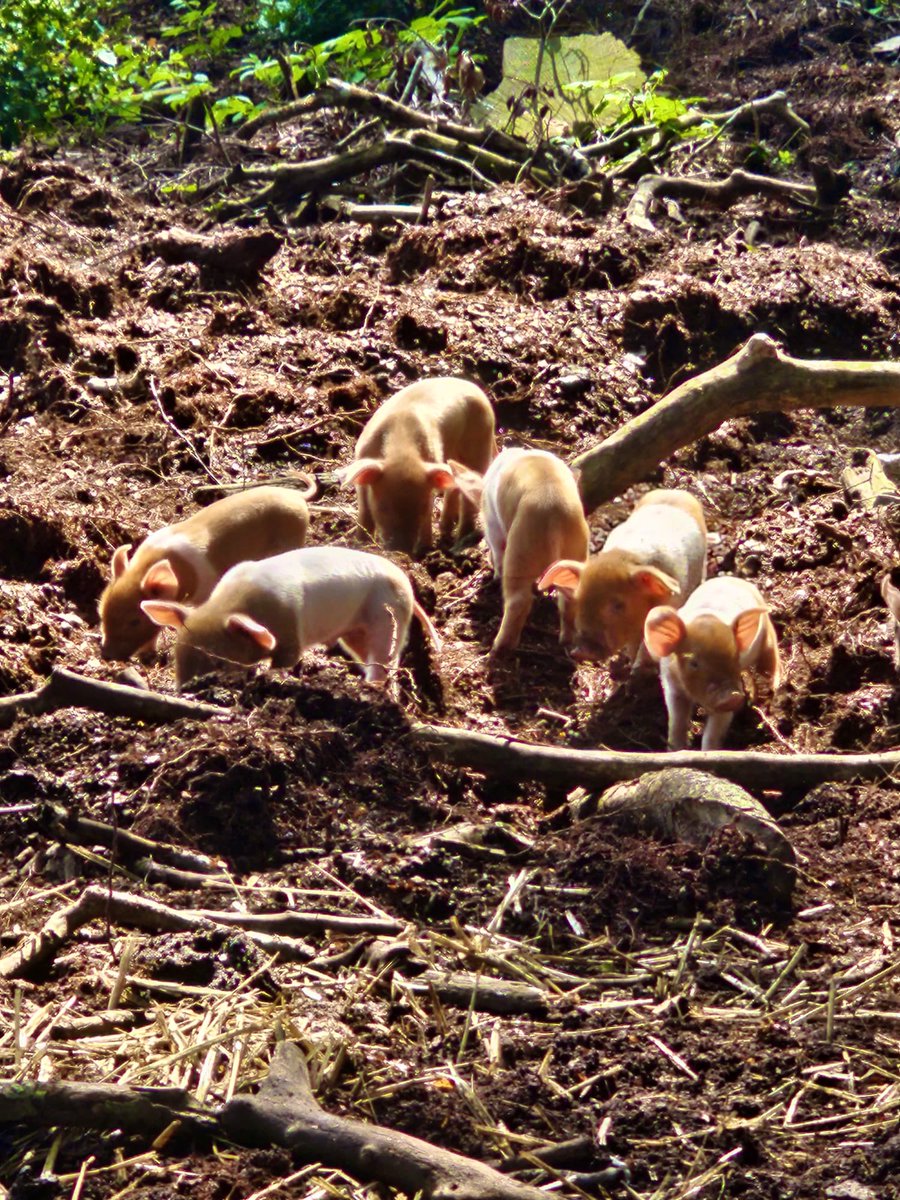Geertjan_Oxe's tweet photo. Hierbij nog even even wat bosvarkens-biggetjes spam 😇

Ze zijn ruim een week oud en dan is het natuurlijk hoog tijd om zelf op onderzoek te gaan…🤭☺️

🐖 🌳 🐷 🌲 🐽 🌳 

#bosvarkens
#biggen 
#hobbyvarkens https://t.co/0E9WgT5omz