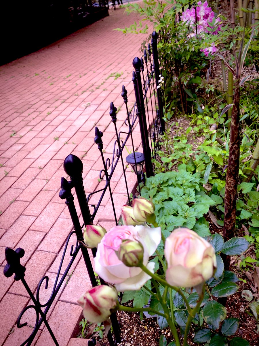 私も薔薇ですみたいな顔して一晩で生えてきた筍はこちら😹