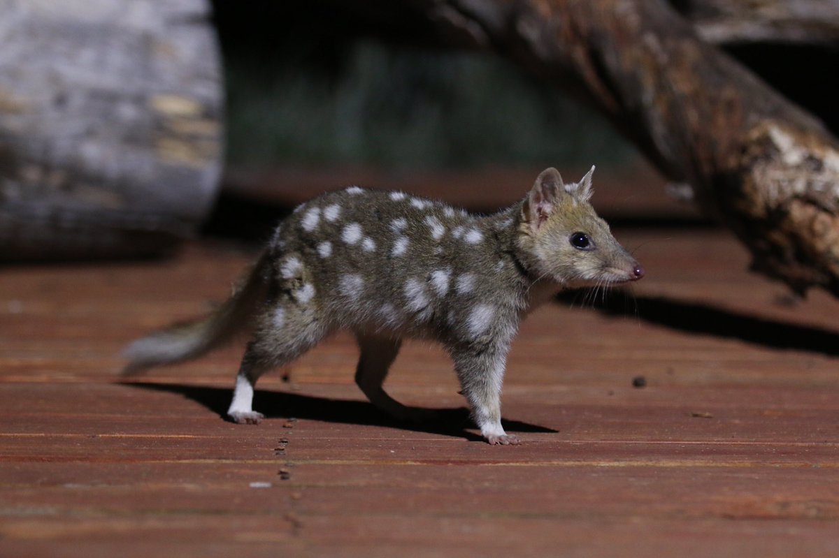 Dr David Hamilton tweet media