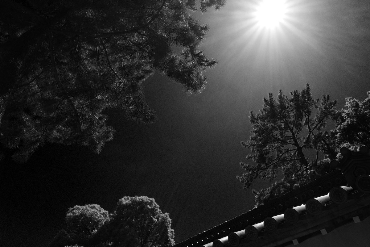 wao_camera's tweet photo. 神の光
猪名野神社

#GRIII #GR3  #SnapShot 
#monochrome https://t.co/4jSkvTn9SV