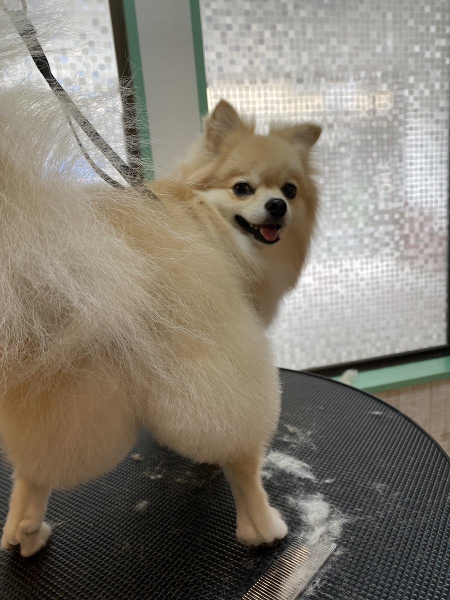 グラドルでも目指してるの？？？