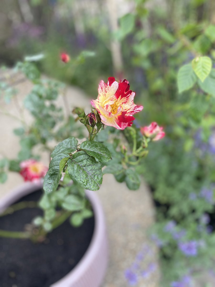 Sarah McGarrigle (@drsmcgarrigle) on Twitter photo Genetic variation occurs throughout nature- stop by our <a href="/stjamesdublin/">St James's Hospital</a> #BordBiaBloom24 ‘Highlighting Hereditary Cancer garden to see Rosa Mundi-a spontaneous mutation has produced these striped markings. Included to symbolise the genetic variants that predispose to some cancers Genetic variation occurs throughout nature- stop by our <a href="/stjamesdublin/">St James's Hospital</a> #BordBiaBloom24 ‘Highlighting Hereditary Cancer garden to see Rosa Mundi-a spontaneous mutation has produced these striped markings. Included to symbolise the genetic variants that predispose to some cancers