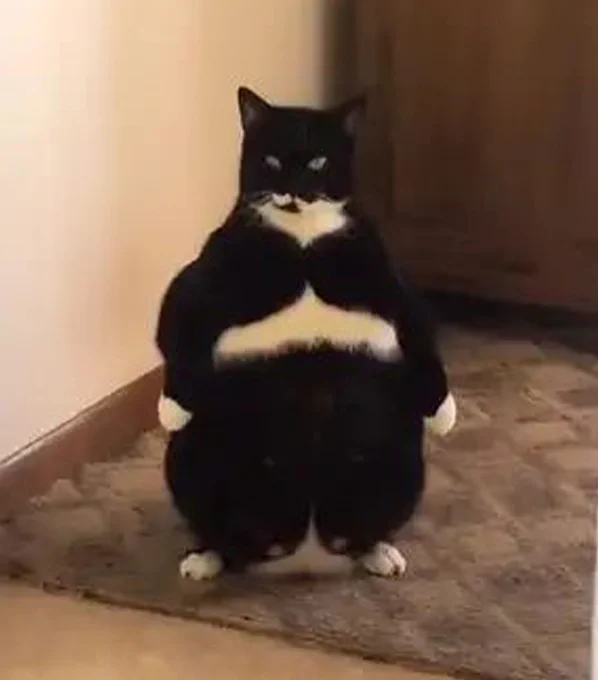 samurai cat 