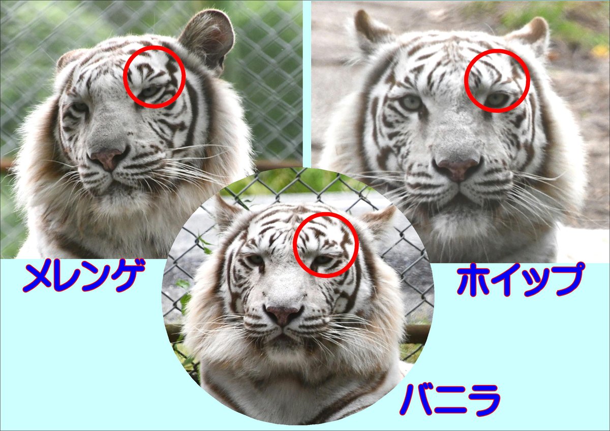 ジャングルトレイルのホワイトタイガーたちの簡単な見分け方を教えて