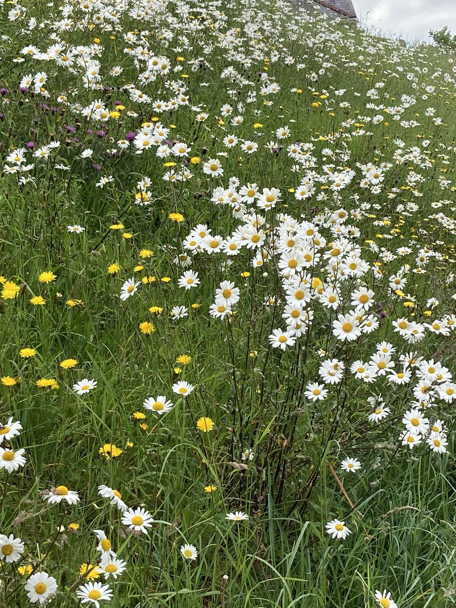 Estate Manager (@estatemanager9) on Twitter photo Enjoying #wildflowers #nature #outdoors <a href="/CatholicClimate/">Catholic Climate</a> <a href="/wildflower_hour/">wildflowerhour</a> <a href="/WildlifeMag/">BBC Wildlife</a> @WoodlandTrust <a href="/Natures_Voice/">RSPB</a> <a href="/virtualcatholi1/">virtual-catholic-youth</a> <a href="/FarmWildlifeUK/">Farm Wildlife</a> Enjoying #wildflowers #nature #outdoors <a href="/CatholicClimate/">Catholic Climate</a> <a href="/wildflower_hour/">wildflowerhour</a> <a href="/WildlifeMag/">BBC Wildlife</a> @WoodlandTrust <a href="/Natures_Voice/">RSPB</a> <a href="/virtualcatholi1/">virtual-catholic-youth</a> <a href="/FarmWildlifeUK/">Farm Wildlife</a>