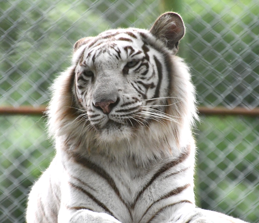 ジャングルトレイルのホワイトタイガーたちの簡単な見分け方を教えて