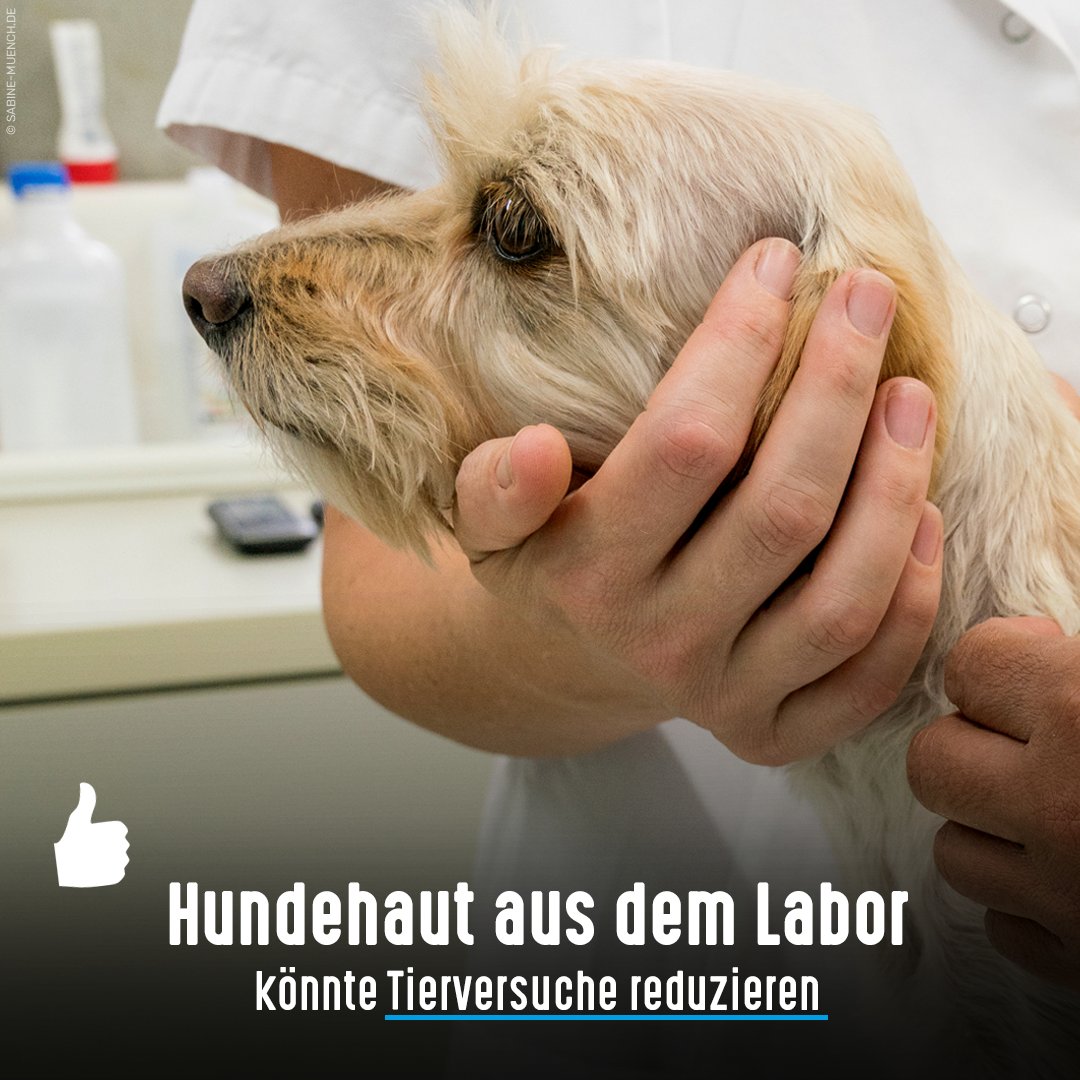 Hauterkrankungen zählen zu den häufigsten Krankheitsbildern in Tierkliniken. Das Fraunhofer IGB entwickelt zum 1. Mal ein In‑vitro‑Modell für Hundehaut, um Therapeutika/Pflegeprodukte für Hunde standardisiert testen & so #Tierversuche reduzieren zu können: detektor.fm/wissen/forschu…