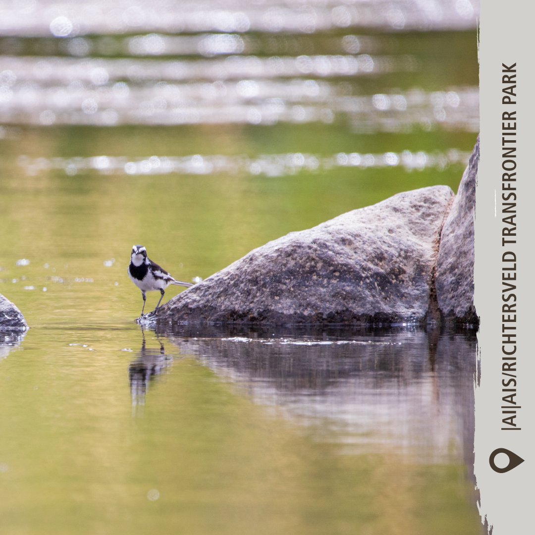 A rich diversity of birdlife awaits the passionate birdwatcher in the |Ai-|Ais/Richtersveld Transfrontier Park. Verreaux’s, African Fish Eagles & various species of heron are of the almost 200 species endemic to the park. #AiAisRichtersveldTransfrontierPark