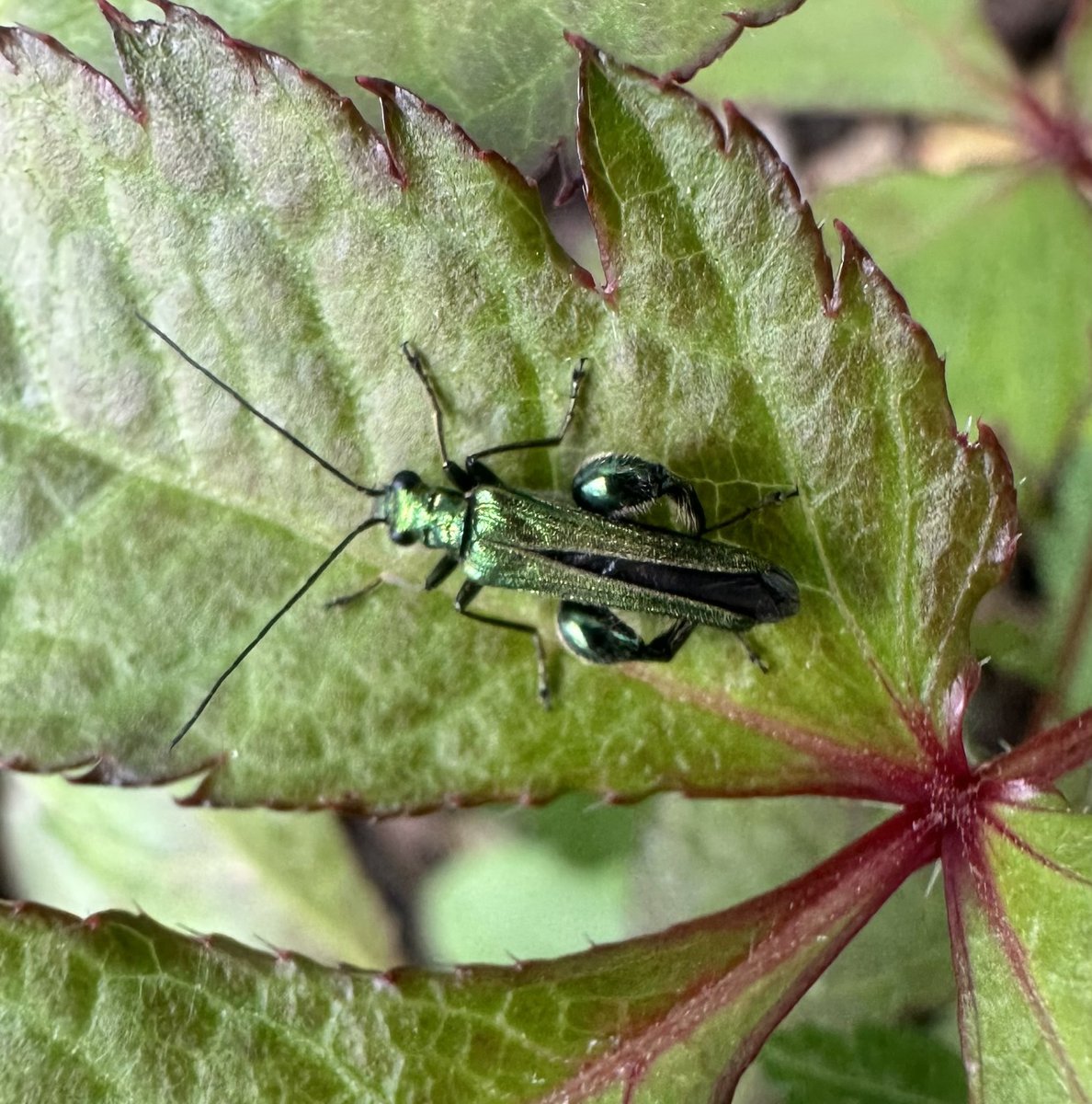 What a beauty at the train station this morning! #beetles #bugs #nature
