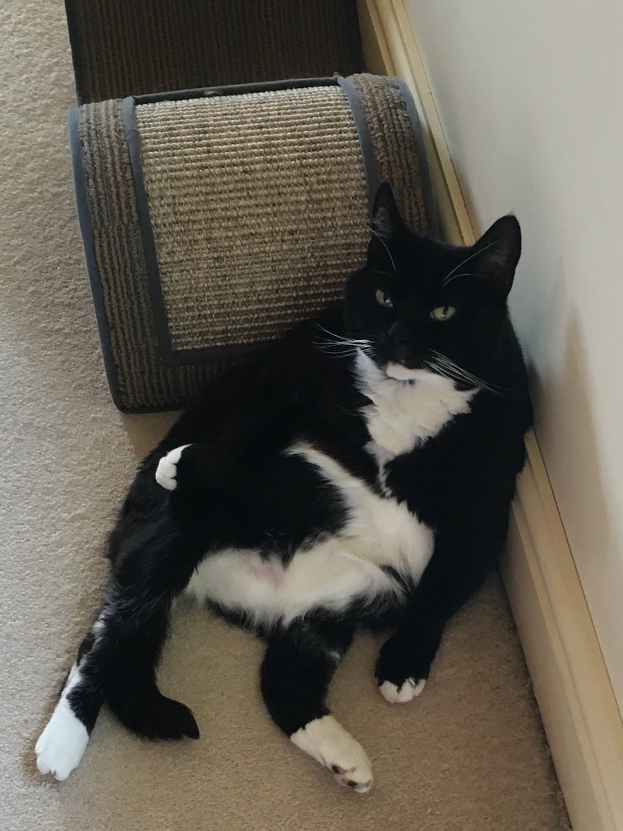 @SarahjevsEvans There’s something about black and white cats & undignified poses 😻