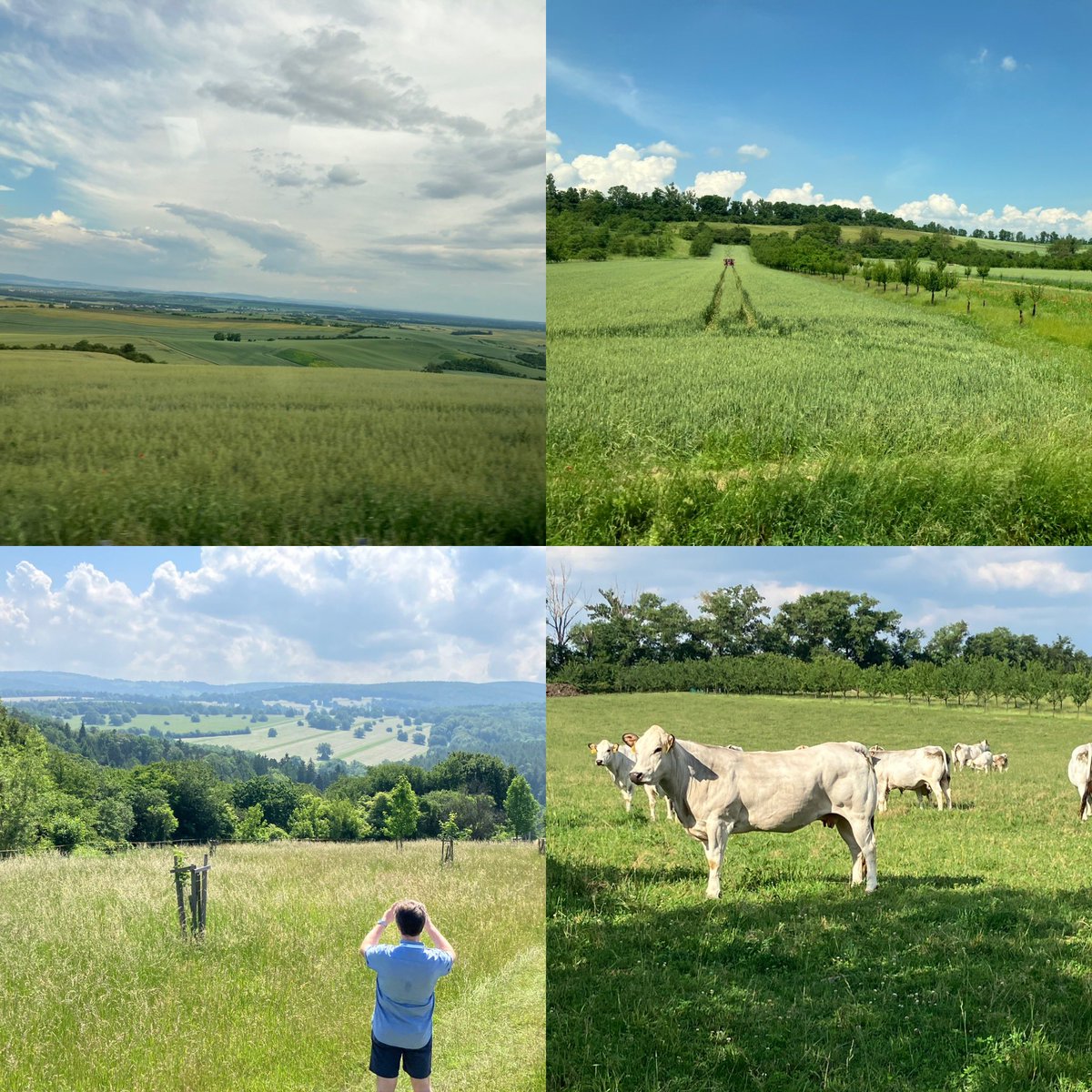 Some stunning agroforestry landscapes on the Czech, Slovakia, Austria border. Productive, diverse and integrated land use 🌳🚜🐄🌾🌳
