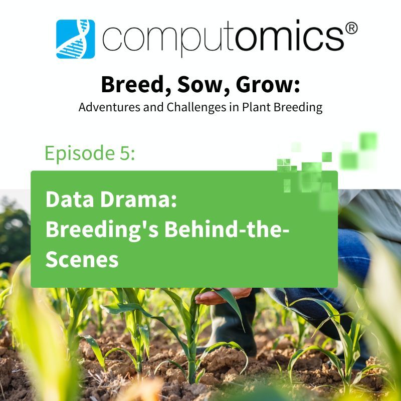 🔬💡 Our newest blog post is about how we process and make sense of all the phenotypic, genotypic and environmental data we collected - #BigData. See what it takes to bring the pieces together 🌾 buff.ly/4bN5QNC

#BreedSowGrow #PlantBreeding #AgTech #MachineLearning
