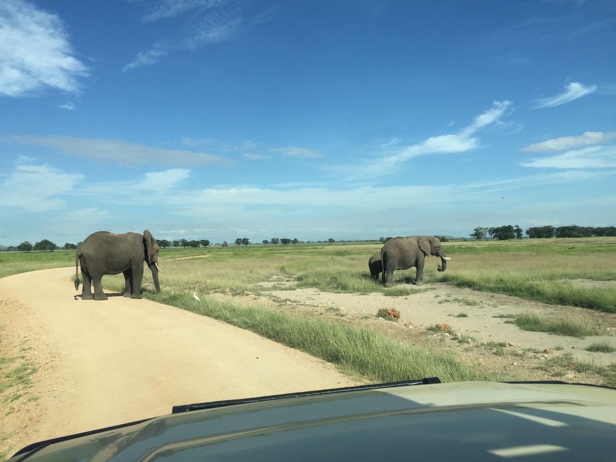 ParadiseAdvent5's tweet image. A Game Drive in Amboseli National Park offers an incredible adventure in Kenya. Amboseli is famous for its large herds of Elephants which roam freely across the park. During your game drive, you&apos;re likely to encounter these extra ordinary creatures up close.