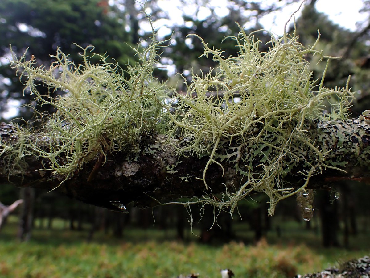 Morning lichen☕️🌿