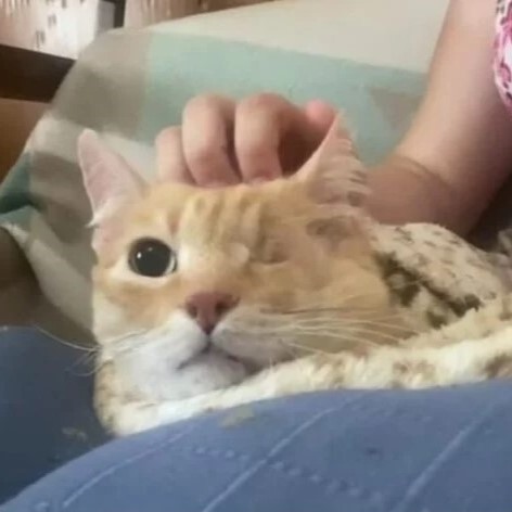 Fauna en Casa tweet media