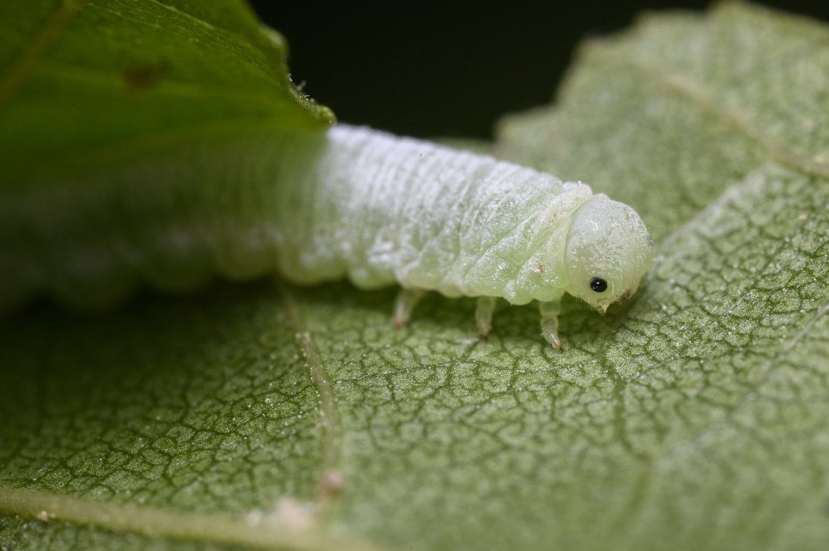 A little caterpillar on a leaf. See more nature and much other stuff at ma-foto.net #caterpillar #larva #insect #animal #macro #closeup #photographer #sweden