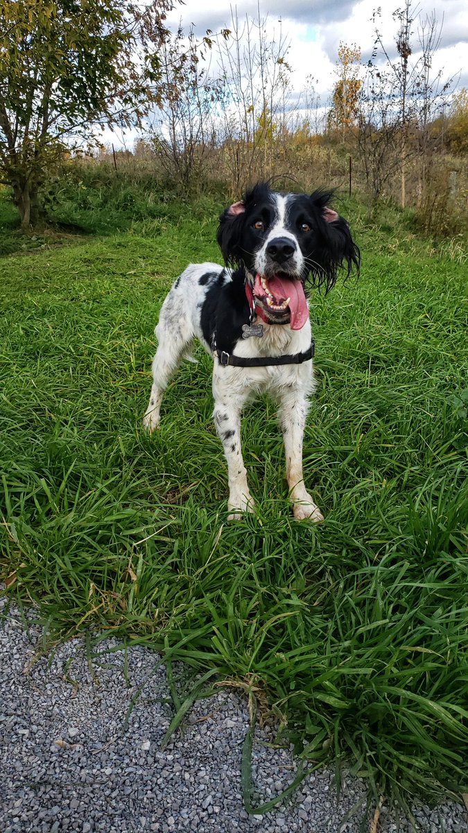 Harper is so excited it is #friYAY her ears are inside out! 😁❤🐾🐶🐕❤🐾 #springerspaniel #walkinthedoginwhitby #walkinthedog