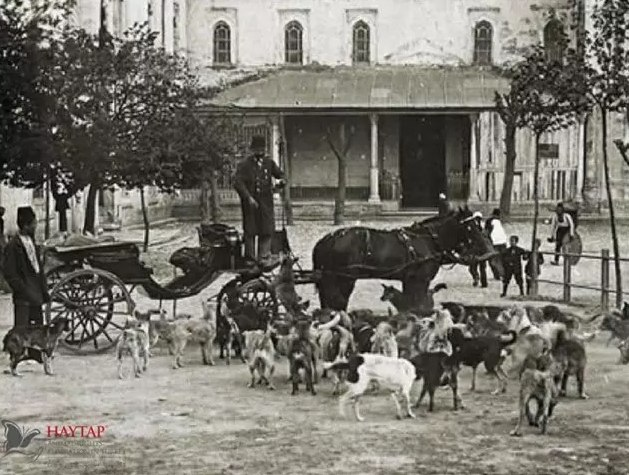 Osmanlı’da halk sokak hayvanlarını beslemesi için mancacı denilen kişilere para verir, yardım ederdi.

Onlar da düzenli olarak sokakta aç kalan hayvanları beslerlerdi.

Yemek ama bilhassa kedi, köpek yemeği için kullanılan manca ifadesi İtalyanca yemek fiili olan "mangiare"den.