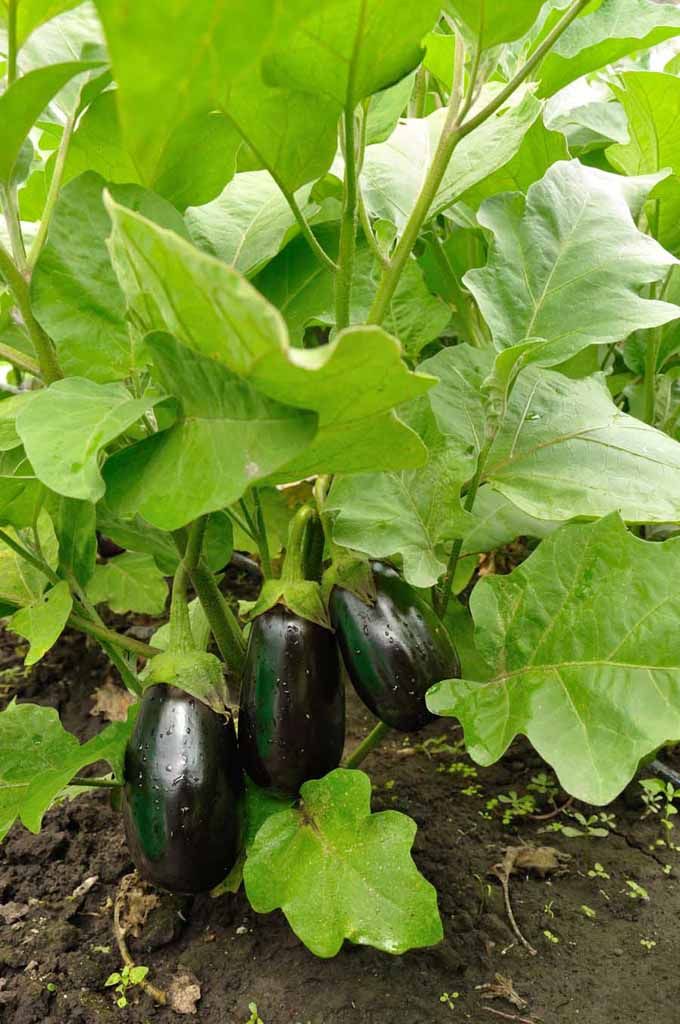 uwase2002's tweet photo. Good morning #farmers our passion is better than others remain let #feedcommunity https://t.co/wUy6vRTpcK