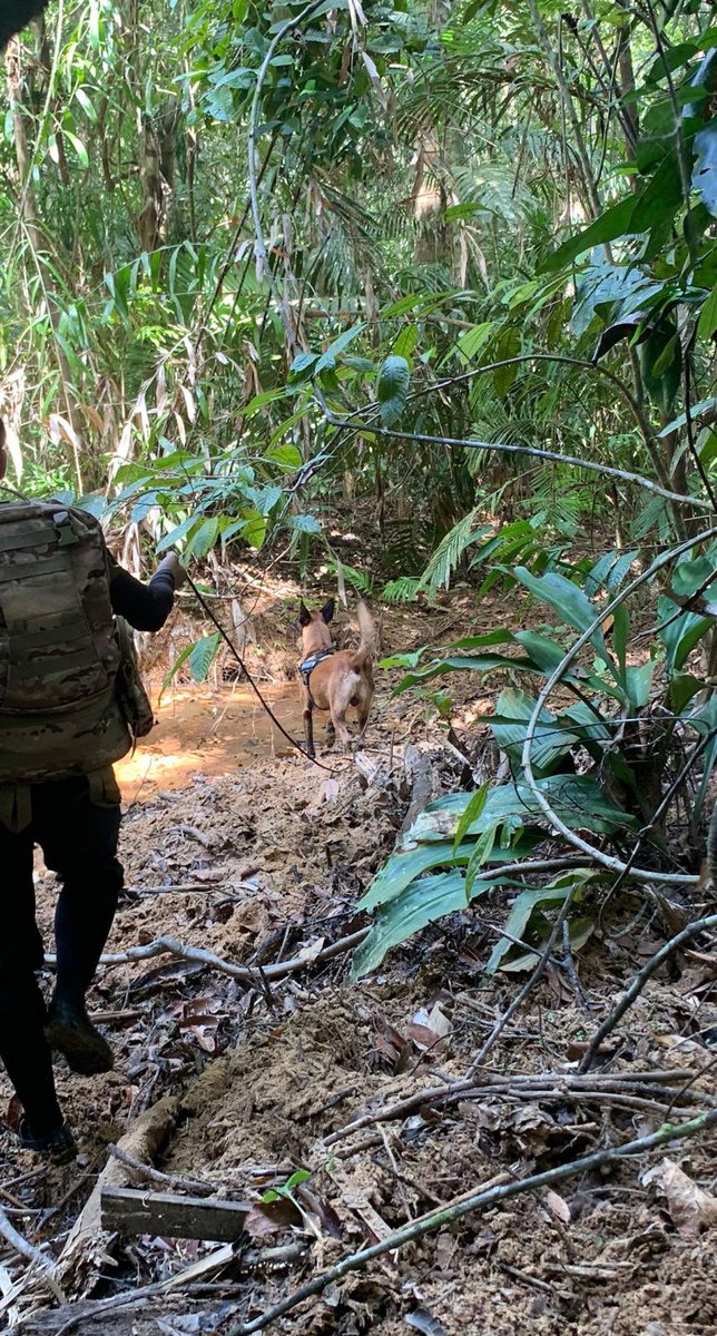 DogsScent's tweet photo. Tactical jungle tracking 
Location: Malaysia 
Anti-poaching unit 

Today our field instructor is flying to Malaysia for another special training for the anti-poaching unit. 
We will work on proximity alert training. 

#antipoaching #rangers #scentimprintconservationdogs #sifd https://t.co/4CZp8PEQjv