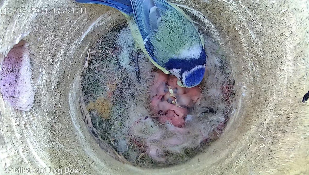 Wildlife Paul tweet media