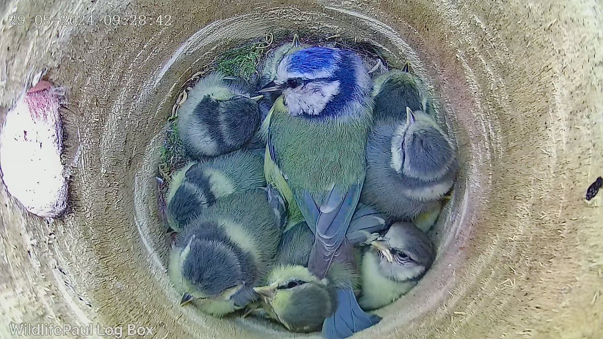 Wildlife Paul tweet media