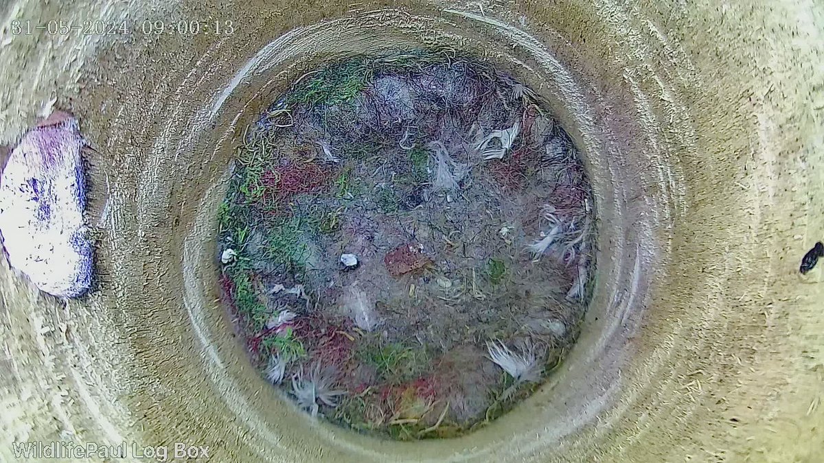 Wildlife Paul tweet media