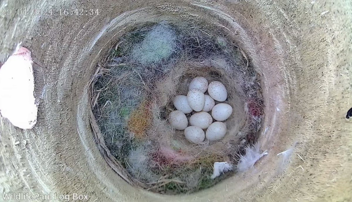 Wildlife Paul tweet media