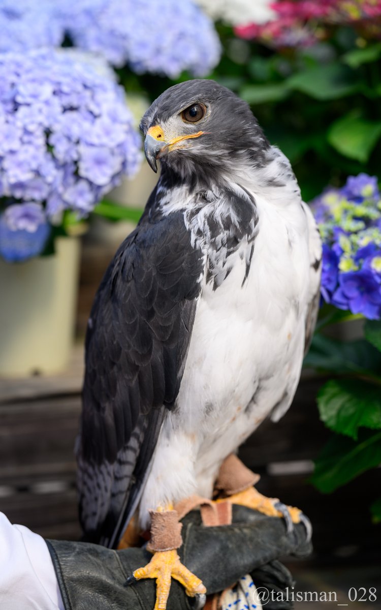 ついつい「アポロン様」と呼びたくなるほどのイケおじっぷり🥰

#ヨゲンノスリ「アポロン」
#富士花鳥園