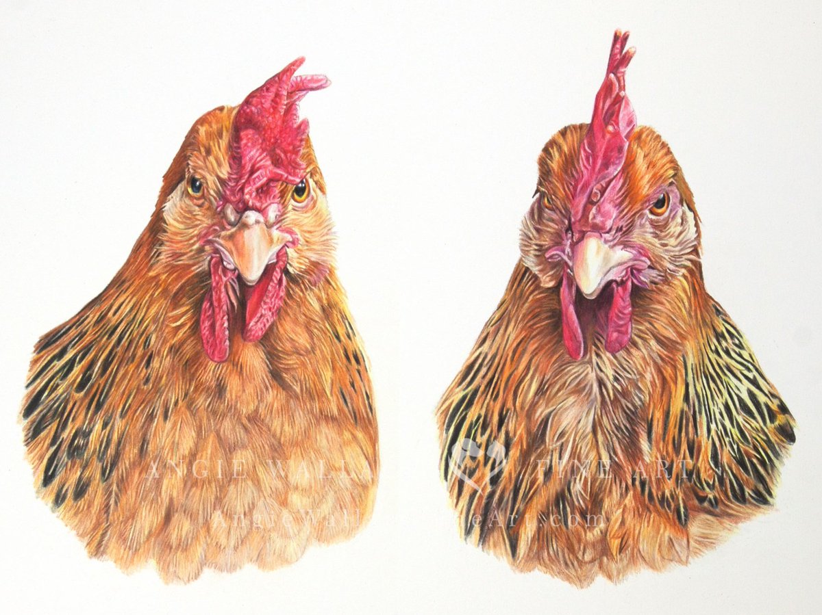 Here's Hetty and Letty's finished portrait.  They are about 14 months old, and their owner has had them since they were 7 weeks. Letty is top hen (left) and takes no nonsense.
#chicken #poultry #pencildrawing #pencilportrait #portrait #art #drawing
