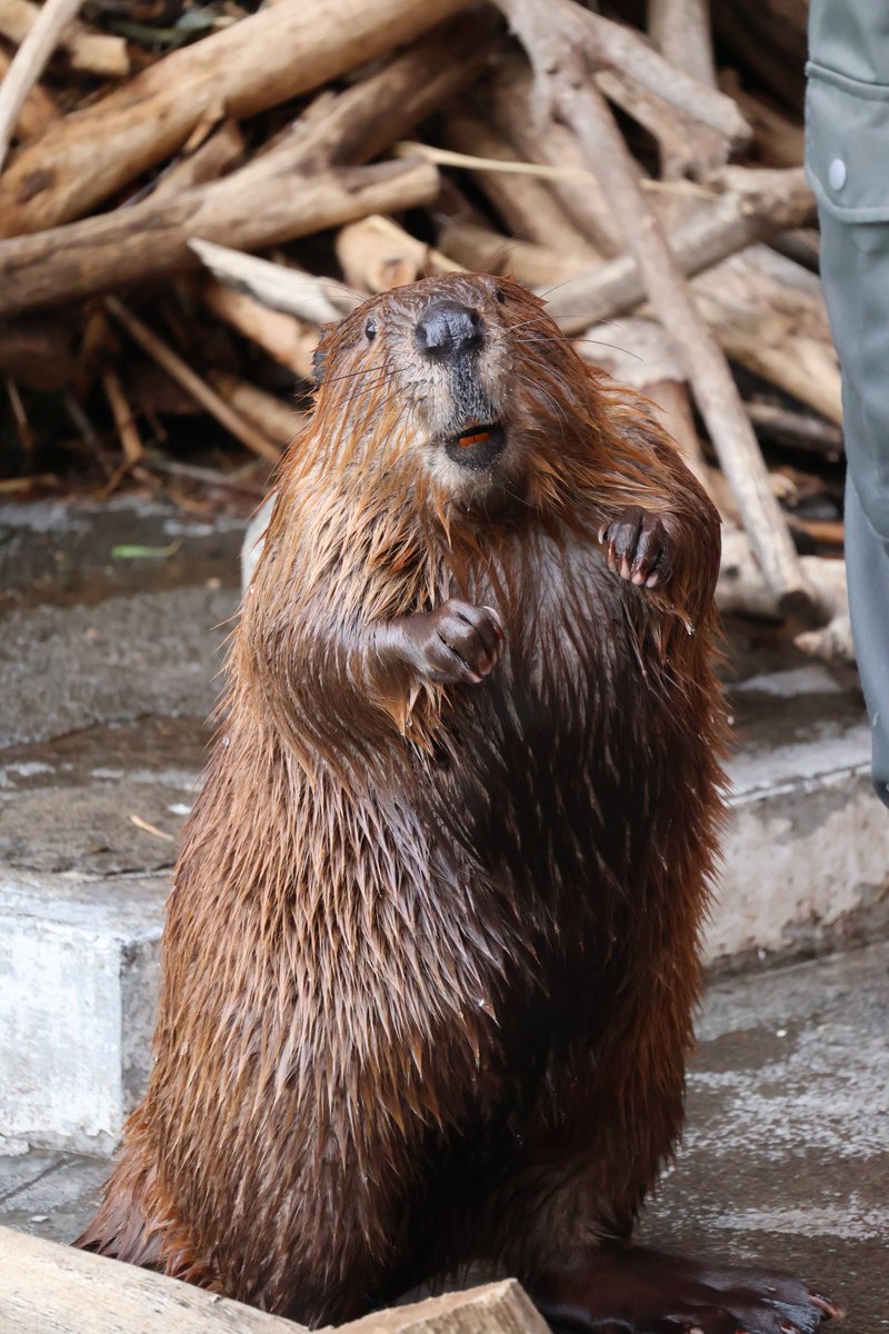 君は完璧で究極のビーバー🧡

#アメリカビーバー
#beaver 
#羽村市動物公園
#チャル
#バースデー