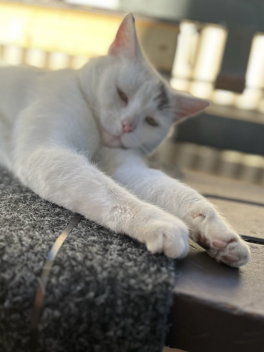 Thank you for your hard work this week💚😺
Please take some time to rest.

#appreciation #cat #CatLife #HalfStrayCat #WhiteCat #BlackCat #LovelyCat #PawPads #Cattastic #CatOfTheDay