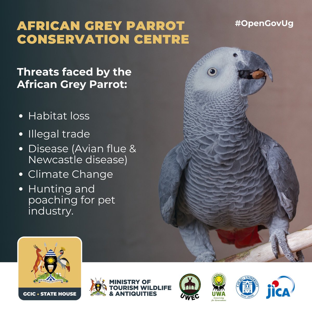 The purpose of the African Grey Parrot Conservation Centre is mitigate most of these threats faced by these iconic birds in Uganda @UWEC_EntebbeZoo @ugwildlife @MTWAUganda #WorldParrotDay2024 #ExploreUganda