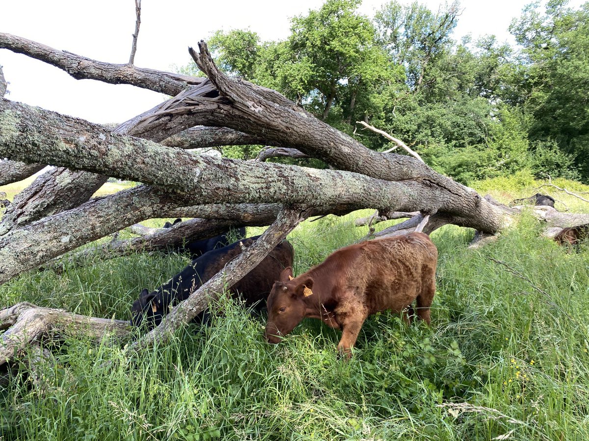 Good grass under this tree