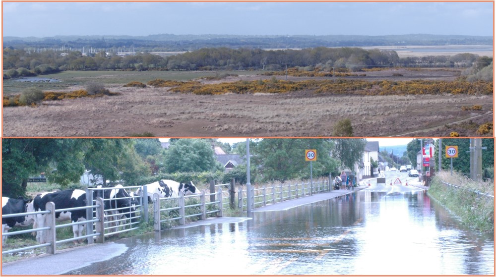 Pro-Coast, Arne Parish, UK, Case Study under Anatrack -Arne Parish, in Dorset, is a nature reserve formed by grassland, heathland, woodland, river estuary. The natural habitat of flora & fauna, the economic growth . So many challenges to overcome #pro_coast #fauna #moorland #UK