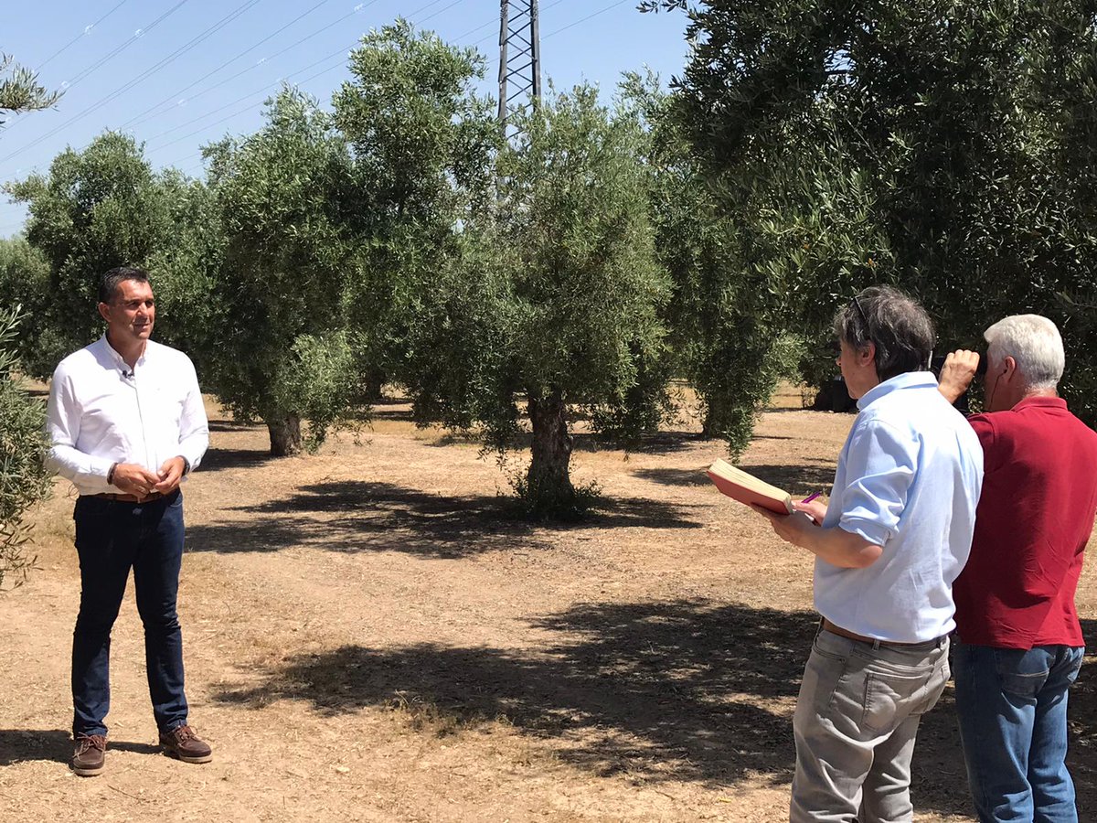 🟢Nuestro secretario general, Rafael
Guzmán, ha participado en este reportaje de TVE en el
que habla, entre otras cuestiones, sobre la próxima
cosecha o los precios del aceite 👇
rtve.es/play/videos/te…