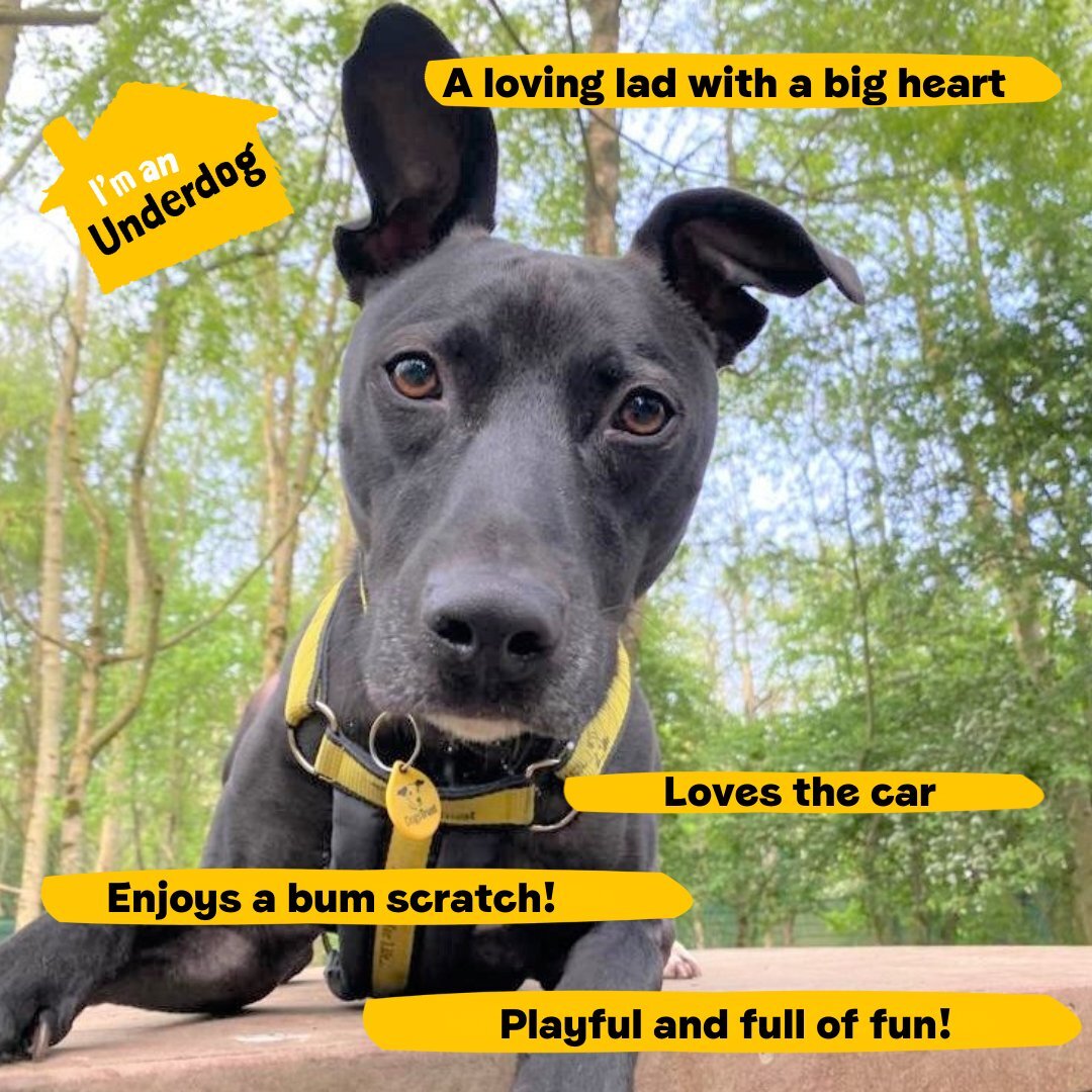 DT_WestCalder's tweet photo. Larry Longlegs is a 5-year-old lurcher🐶

He is an active boy who is full of fun💛He is looking for an adventure buddy who loves to play as much as him⚽If you are looking to adopt him🐾apply now and add him to your favourites😍

https://t.co/otqqyaxt0U

#AdoptDontShop
@DogsTrust https://t.co/GnIGB2Azfc