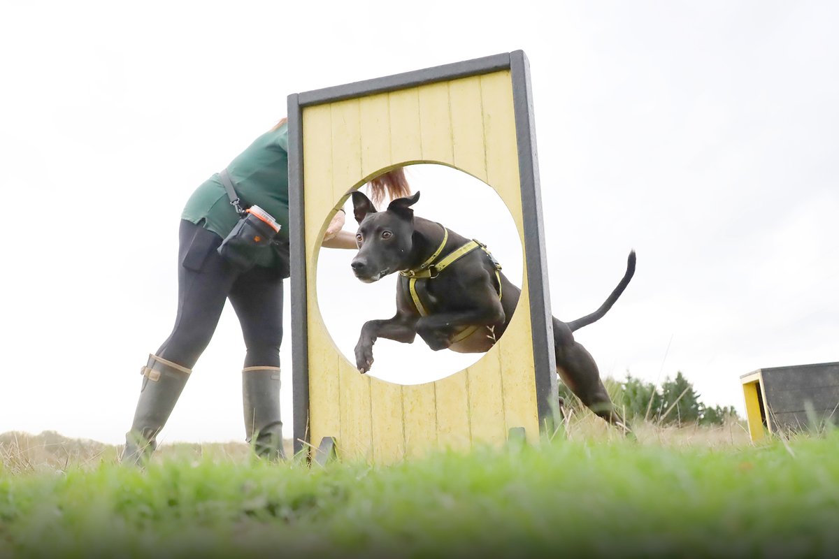 DT_WestCalder's tweet photo. Larry Longlegs is a 5-year-old lurcher🐶

He is an active boy who is full of fun💛He is looking for an adventure buddy who loves to play as much as him⚽If you are looking to adopt him🐾apply now and add him to your favourites😍

https://t.co/otqqyaxt0U

#AdoptDontShop
@DogsTrust https://t.co/GnIGB2Azfc