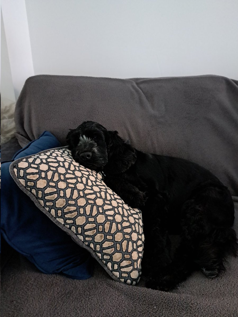 Alison Mully tweet media