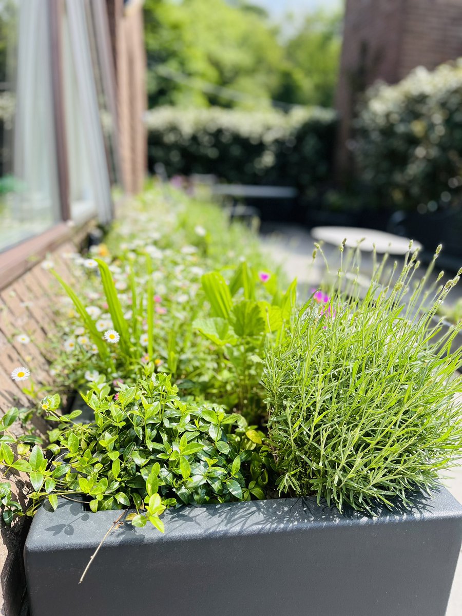 A roof garden we installed just before Christmas in south Dublin. We needed to create a private more lush garden up on the roof. 
#roofgarden #southdublin #keanespaces