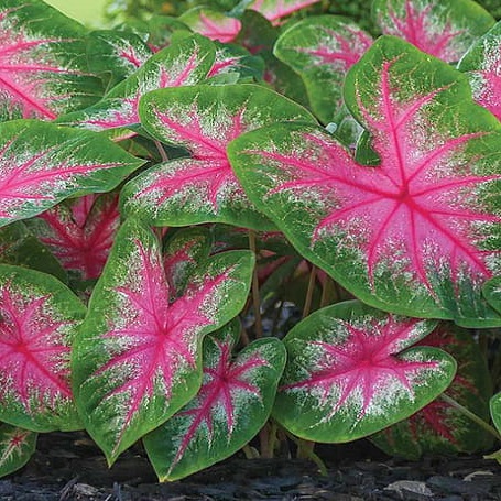 BeejwalaIndia's tweet photo. Buy Caladium Mixed Color Flower Bulb Pack
https://t.co/OXWjzzSN8x
🎁 SPECIAL OFFER: Up to 90% off
👉 https://t.co/qkdEnDEzlA
📦 Dispatch in 1 - 2 Days
#beejwala #Caladium #FlowerBulb #garden #gardening https://t.co/WO3Fkd0TNC