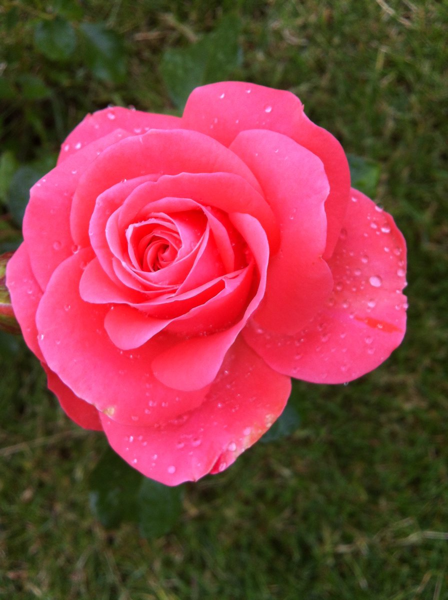 CityOfRiversuk's tweet photo. ⛵️⛵️⛵️⛵️Organically, naturally, like a #flower🌹slowly, surely … that’s how #music should grow, no #bots no #artificialstreaming no #artificialstreams no flawed #WheelOfPlaylist Take note #Spotify #Distrokid some #music #artists don’t need it or want it. https://t.co/eWt2l5sThP