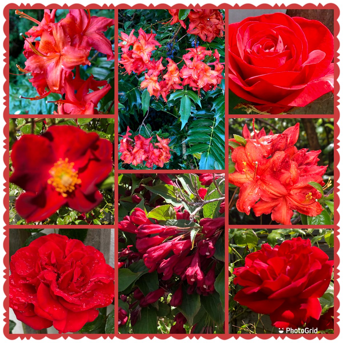 Shades of fiery red in my garden today 🔥♥️❤️#FlowersOnFriday #Red #MyGarden #Gardening #Colour #FridayVibes #Fiery #BrightColour