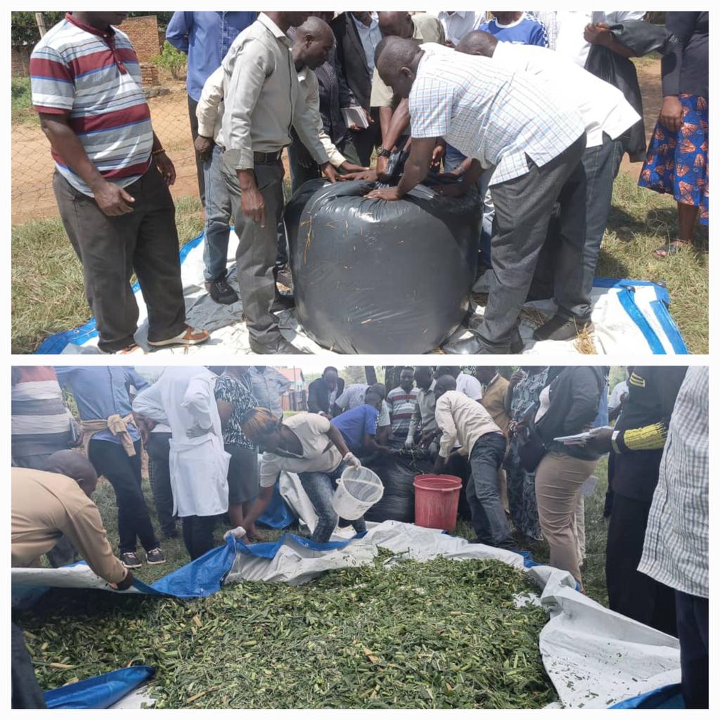 Training of trainers (farmers) on beef production is being conducted by the ruminant programme in Nyagatare District with support from MINICOM. Feed conservation, both theory and practicals, were  covered during the training.
