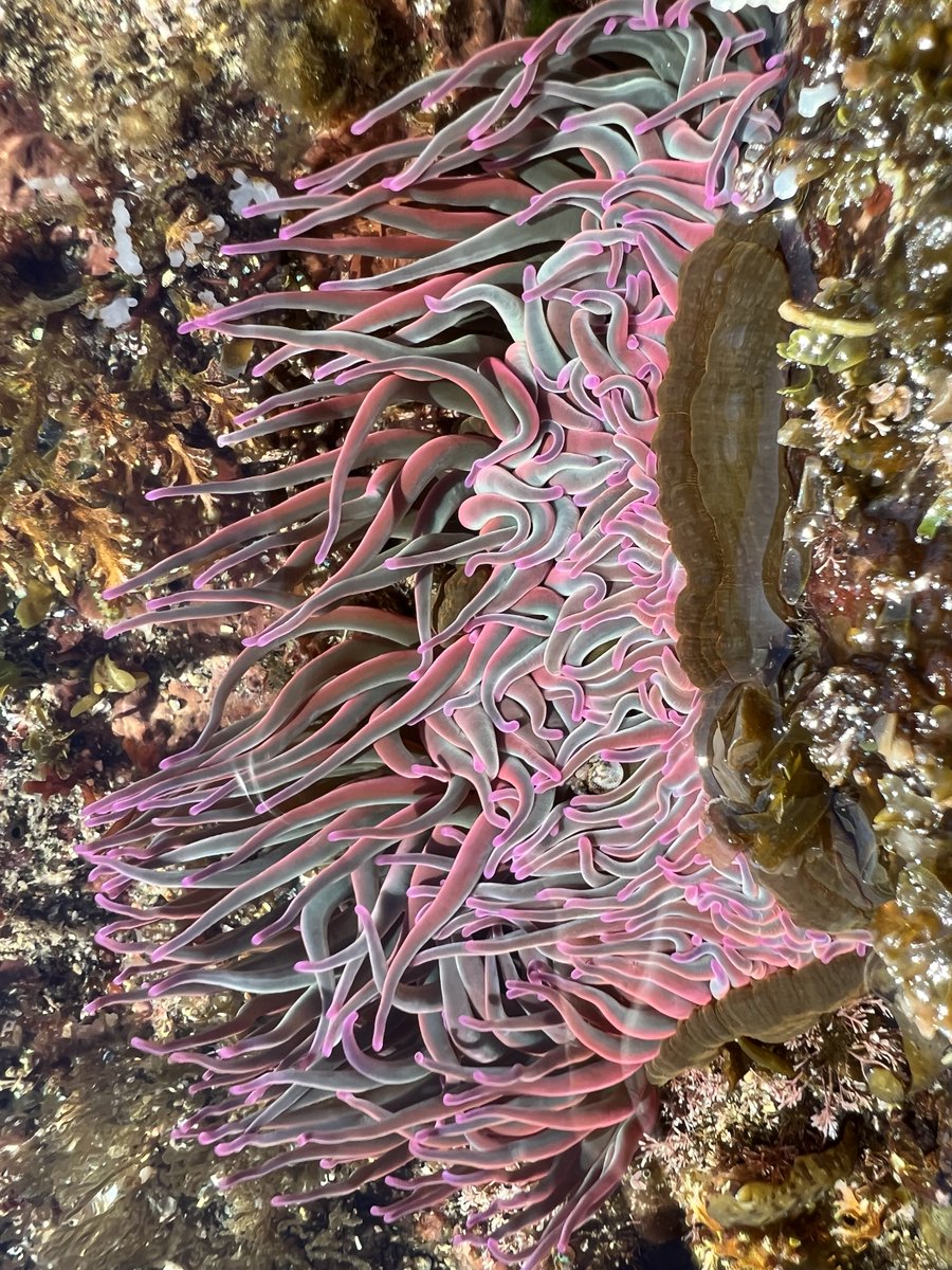 Postdoc position available in my lab in Southern France - If you are interested in the role of crosstalk in marine microbial interactions in sea anemones, please apply before 5 July! #coralreef #microbiology @upvd1 @criobe_pf  

Job offer below. Pls share!

🪸🧫🧬