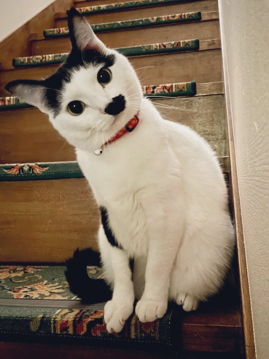 #ぶち猫シロクロ

きゃわ😚