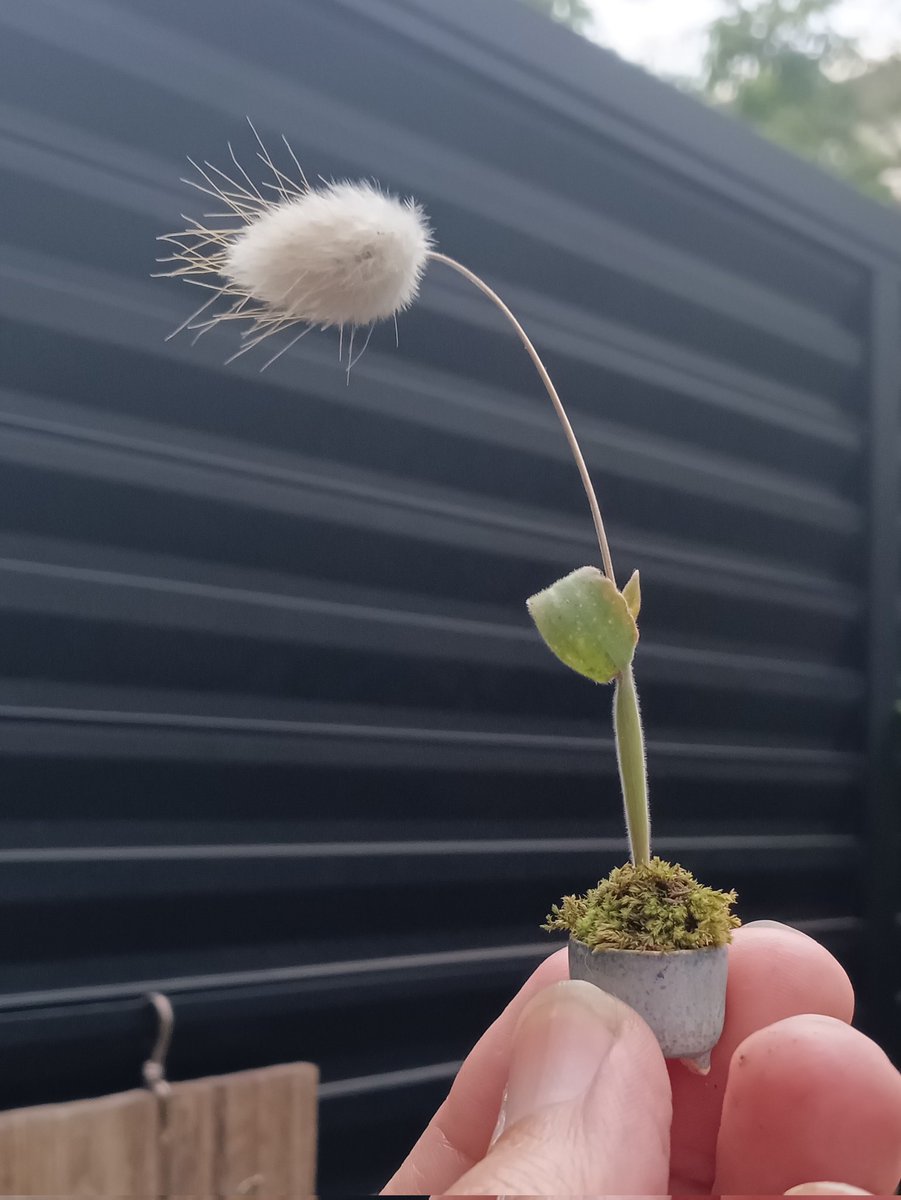 メル86631様ご相談中　ユーカリの500円スワッグ　ラグラスを添えて メル86631様ご相談中 ユーカリの500円スワッグ ラグラスを添えて メル