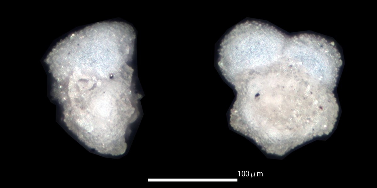 Murrayinella globosa
Pleistocene, So-machi Formation, Shimajiri Group, Kikai Island, Japan
#foraminifera#有孔虫#底生有孔虫